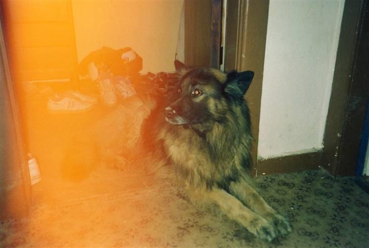 Schæferhund Bjørn *R.I.P* billede 8