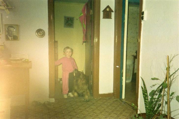 Schæferhund Bjørn *R.I.P* billede 9