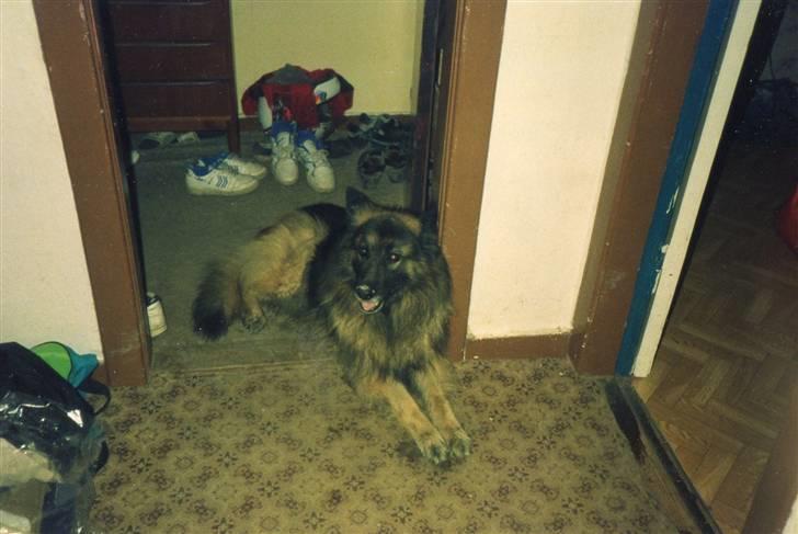 Schæferhund Bjørn *R.I.P* billede 10
