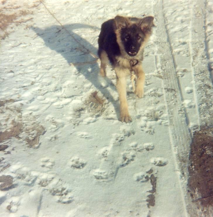 Schæferhund Bjørn *R.I.P* billede 11