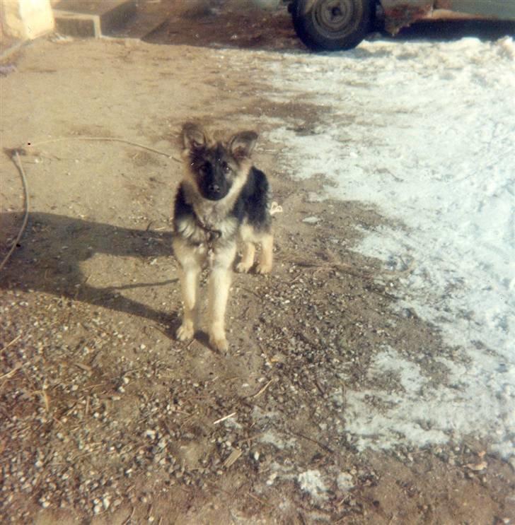 Schæferhund Bjørn *R.I.P* billede 12