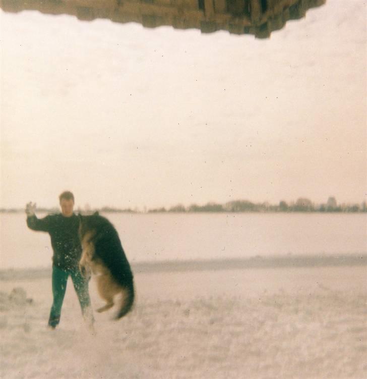 Schæferhund Bjørn *R.I.P* billede 13