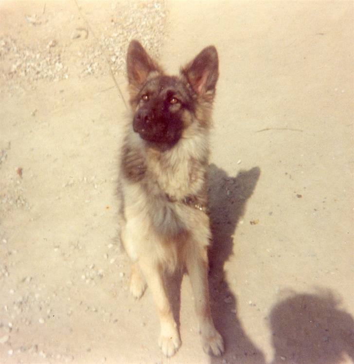 Schæferhund Bjørn *R.I.P* billede 14