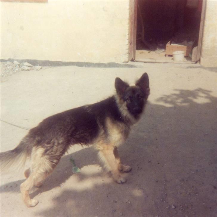 Schæferhund Bjørn *R.I.P* billede 15