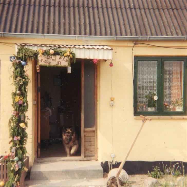 Schæferhund Bjørn *R.I.P* billede 16