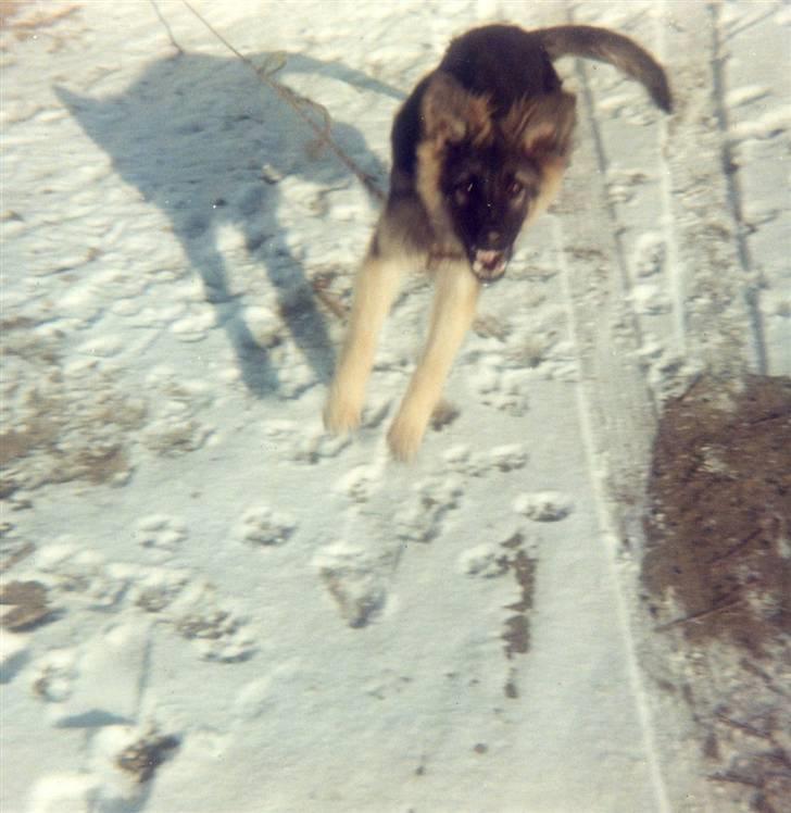 Schæferhund Bjørn *R.I.P* billede 17