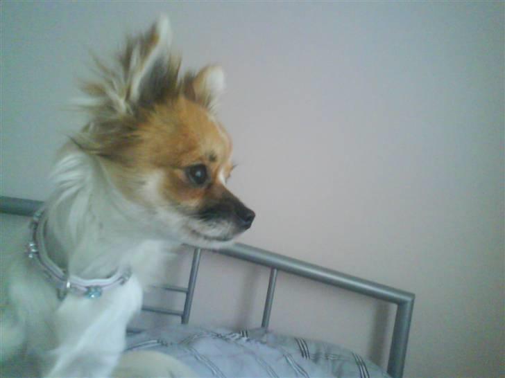 Chihuahua Siff billede 8