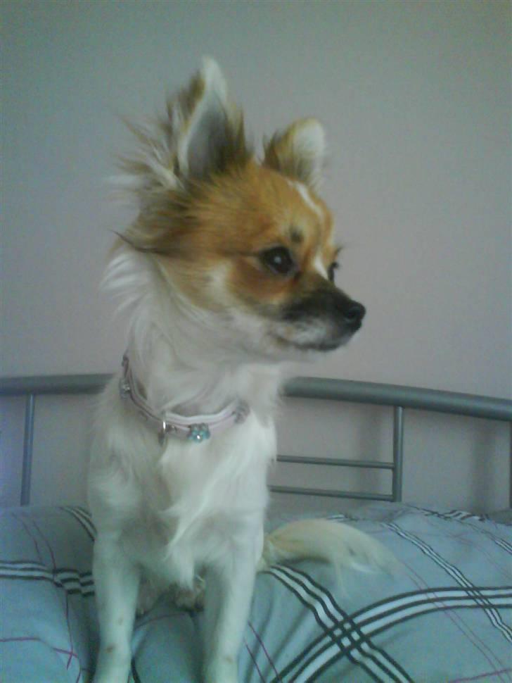 Chihuahua Siff billede 9