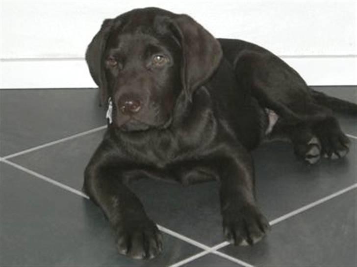 Labrador retriever "Chigo" - 7 Jan. 2009 billede 1