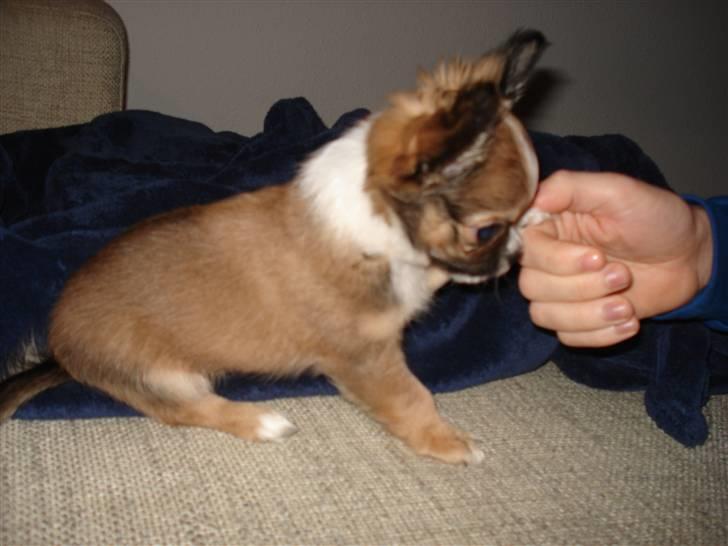 Chihuahua <3 Darwin <3 - Se - jeg kan gi pote... billede 9