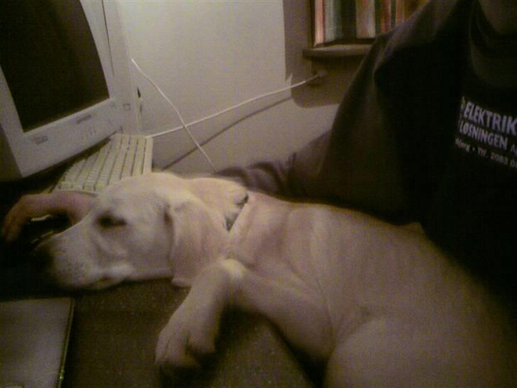 Blanding af racer Fnug - Fnug januar 2009 billede 5