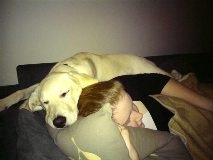 Blanding af racer Fnug - Fnug januar 2009 billede 7