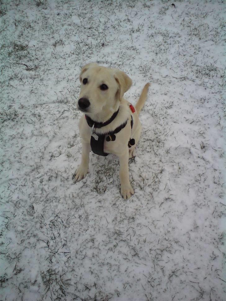 Blanding af racer Fnug - Fnug første oplevelse med sne januar 2009 billede 6