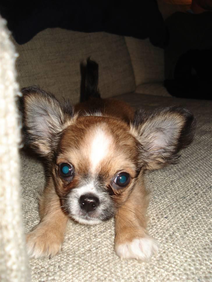 Chihuahua <3 Darwin <3 - Hej... billede 10