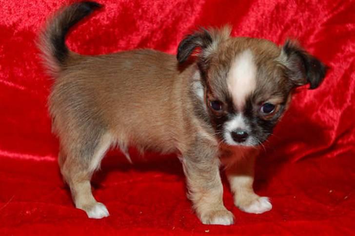 Chihuahua <3 Darwin <3 - Se hvor fin jeg er... billede 11