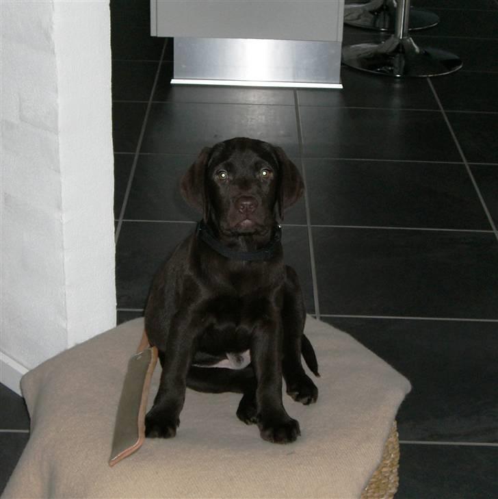 Labrador retriever "Chigo" - 21 Dec. 2008 billede 2