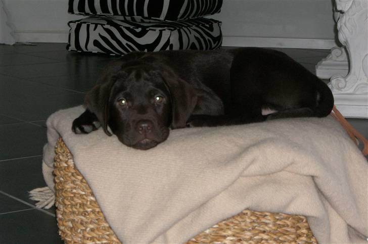 Labrador retriever "Chigo" - 20 Dec. 2008 billede 3