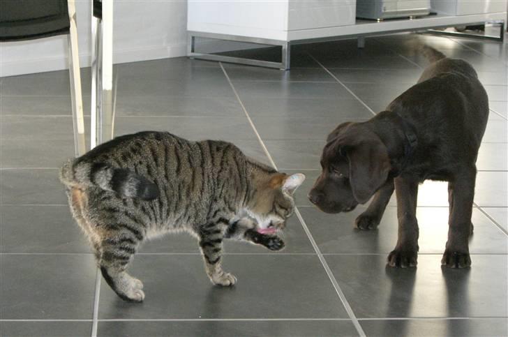 Labrador retriever "Chigo" - Skal vi lege 8 Jan. 2009 billede 4