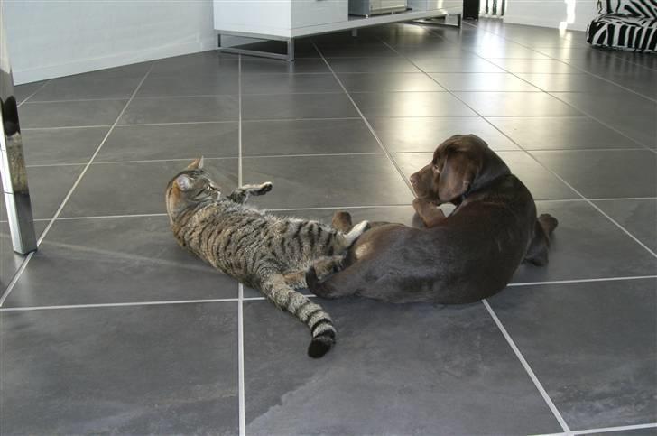 Labrador retriever "Chigo" - søde er vi billede 5