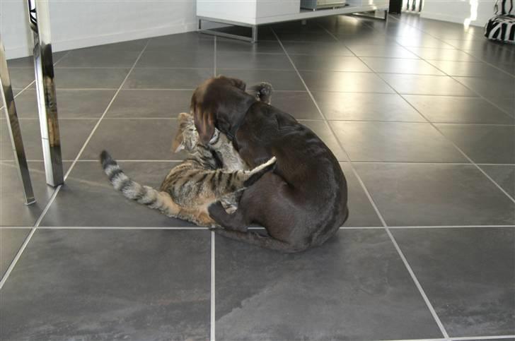 Labrador retriever "Chigo" - Nej nu er du for vild billede 6