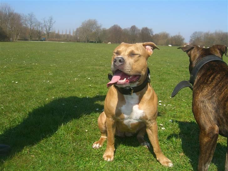 Amerikansk staffordshire terrier Thea - kigger på min far i håb om han kaster en lille godbid til mig hehe billede 2