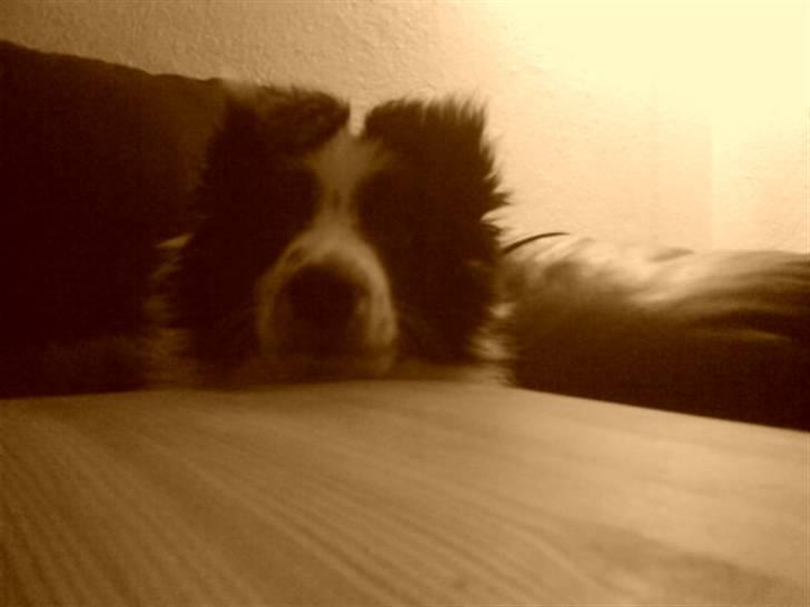 Border collie Celine - skulle bare lige se om der var mad til mig her oppe  :P billede 9