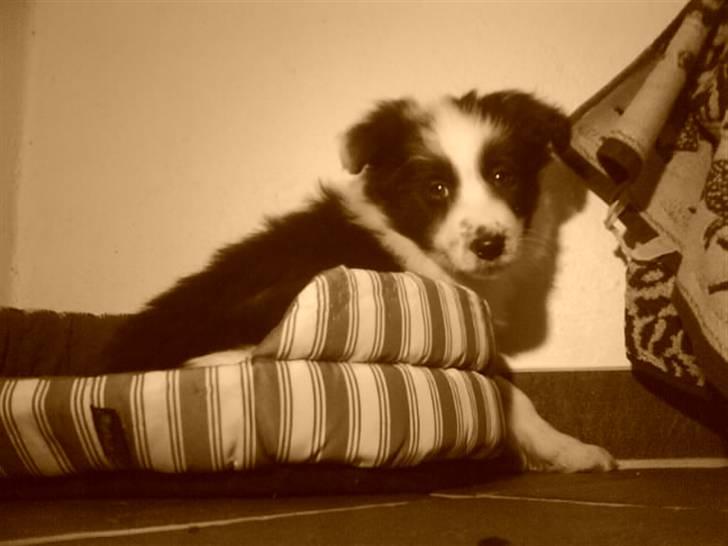 Border collie Celine - det er første dag i mig nye hjem:D billede 10