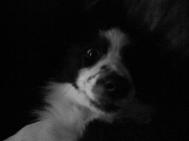 Border collie Celine - iiii jeg er træt C: billede 11