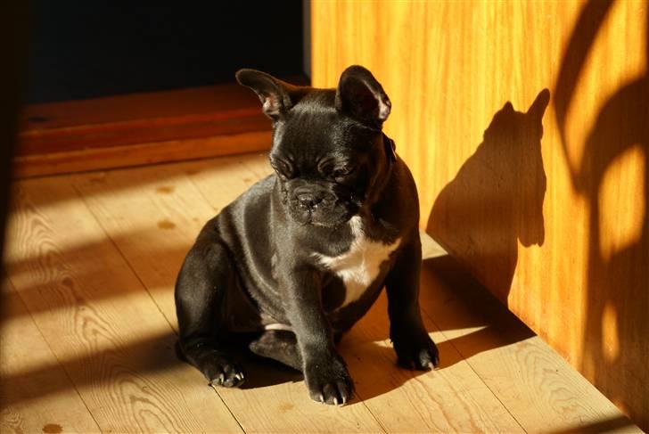 Fransk bulldog Penelope (Lope) billede 16