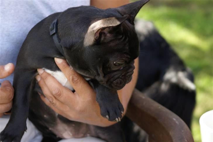 Fransk bulldog Penelope (Lope) billede 17