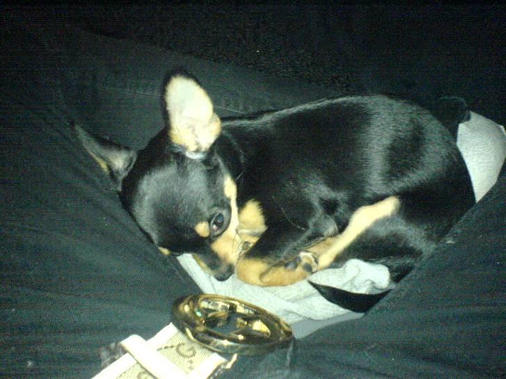 Blanding af racer Bailey - Her sover jeg hos far :) billede 5