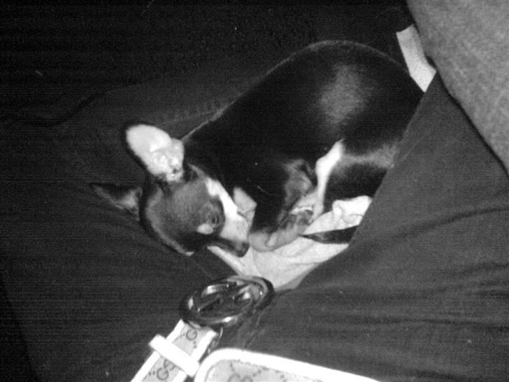 Blanding af racer Bailey - Sover hos far, billede 6