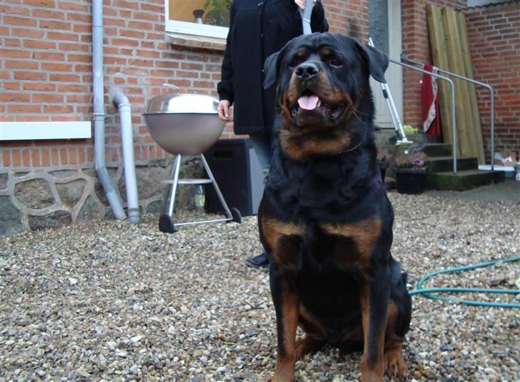 Rottweiler Febæk´s Yuri *R.I.P* - Her står "mor" så med ham ude i gården :) billede 1