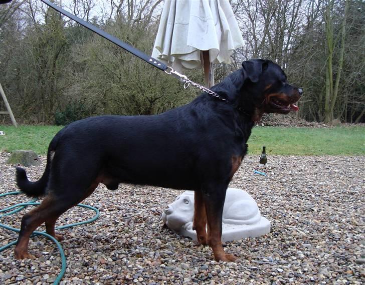 Rottweiler Febæk´s Yuri *R.I.P* - Her står "mor" så med ham ude i gården :) billede 2