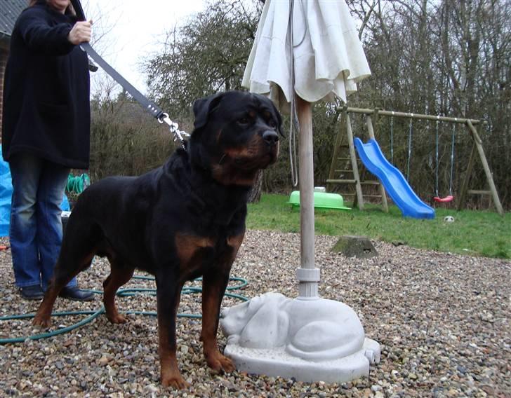 Rottweiler Febæk´s Yuri *R.I.P* - Her står "mor" så med ham ude i gården :) billede 3