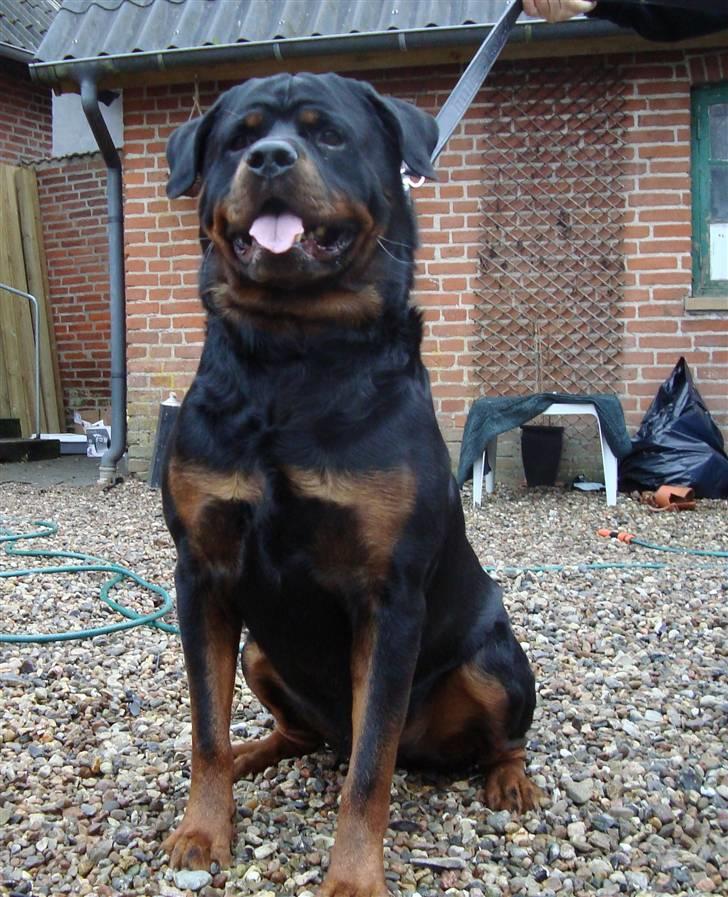 Rottweiler Febæk´s Yuri *R.I.P* - Her står "mor" så med ham ude i gården :) billede 4