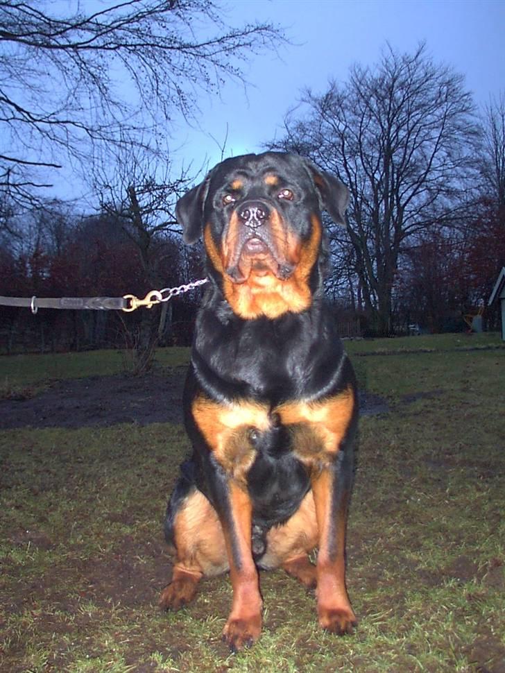 Rottweiler Febæk´s Yuri *R.I.P* - Taget 2004, 12 mdr gammel billede 5