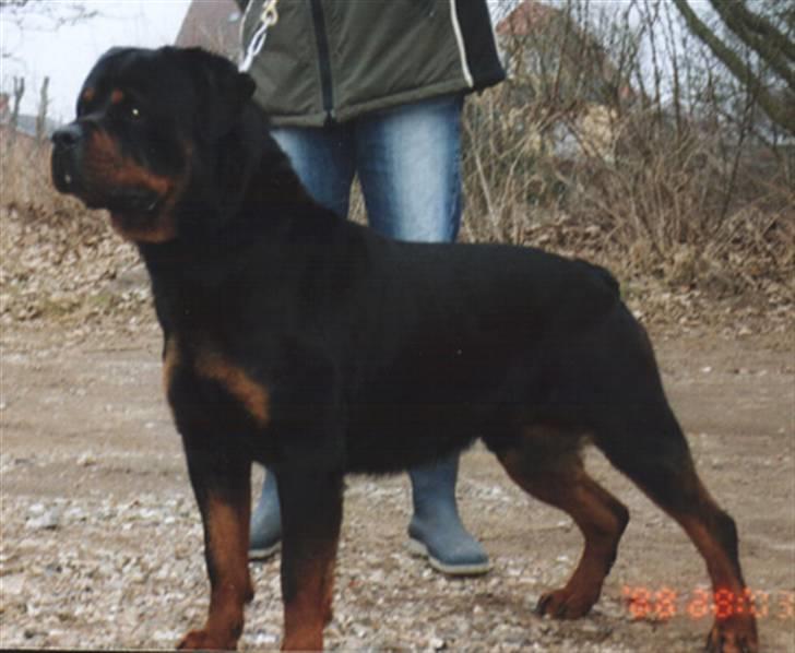 Rottweiler Febæk´s Yuri *R.I.P* - Her er Basses Far:  Barni billede 6