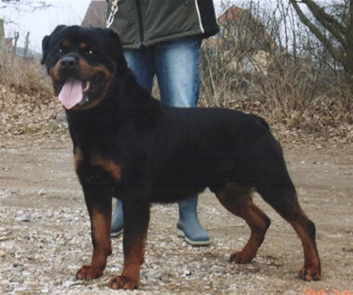 Rottweiler Febæk´s Yuri *R.I.P* - Igen: Basses Far: Barni billede 7