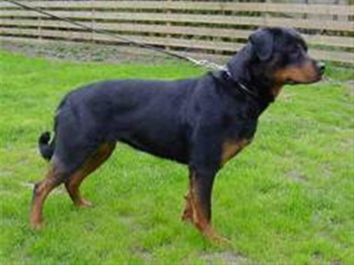 Rottweiler Febæk´s Yuri *R.I.P* - Basses Mor: Pippi billede 8