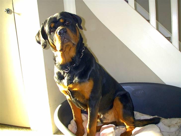 Rottweiler Febæk´s Yuri *R.I.P* - 8 mdr gammel billede 11