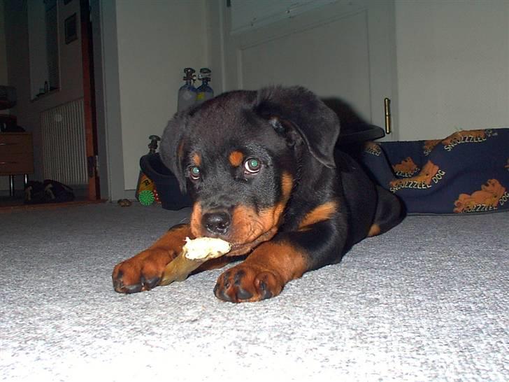 Rottweiler Febæk´s Yuri *R.I.P* - Tyggeben har jeg altid været glad for :)  14 uger gammel billede 12