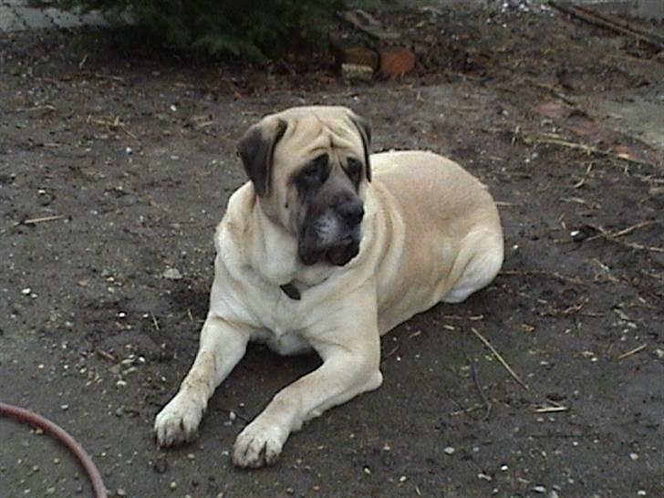 Mastiff Stiff - dejligt at ligge og dasse billede 14