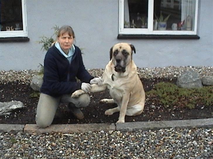 Mastiff Stiff - se jeg kan gi pote billede 16