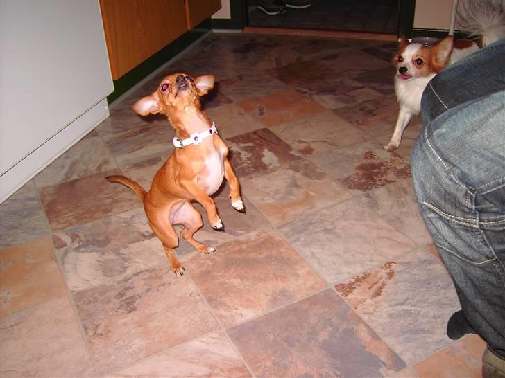 Chihuahua Lucky Luka billede 20