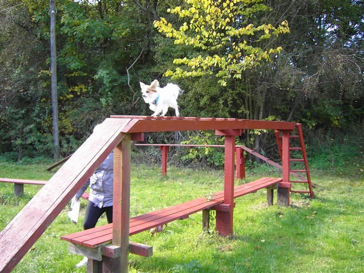 Chihuahua Zaki billede 20