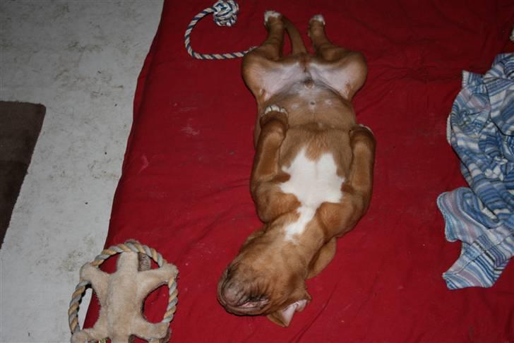 Dogue de bordeaux Zokana's Cazzzius billede 11