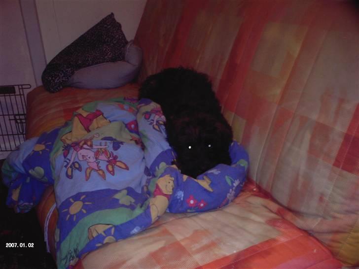 Blanding af racer Buch :D - " Skal Vi I Seng Nu ? "  billede 3