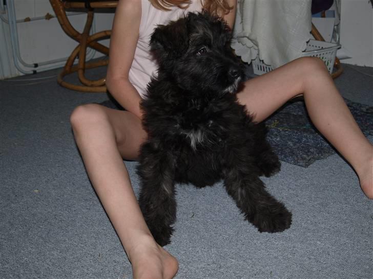 Blanding af racer Buch :D - Buch , Kigger Undersøgenes Over på , De andre billede 8