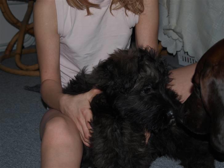 Blanding af racer Buch :D - Buch , Kigger Undersøgene På Chicco ! billede 9